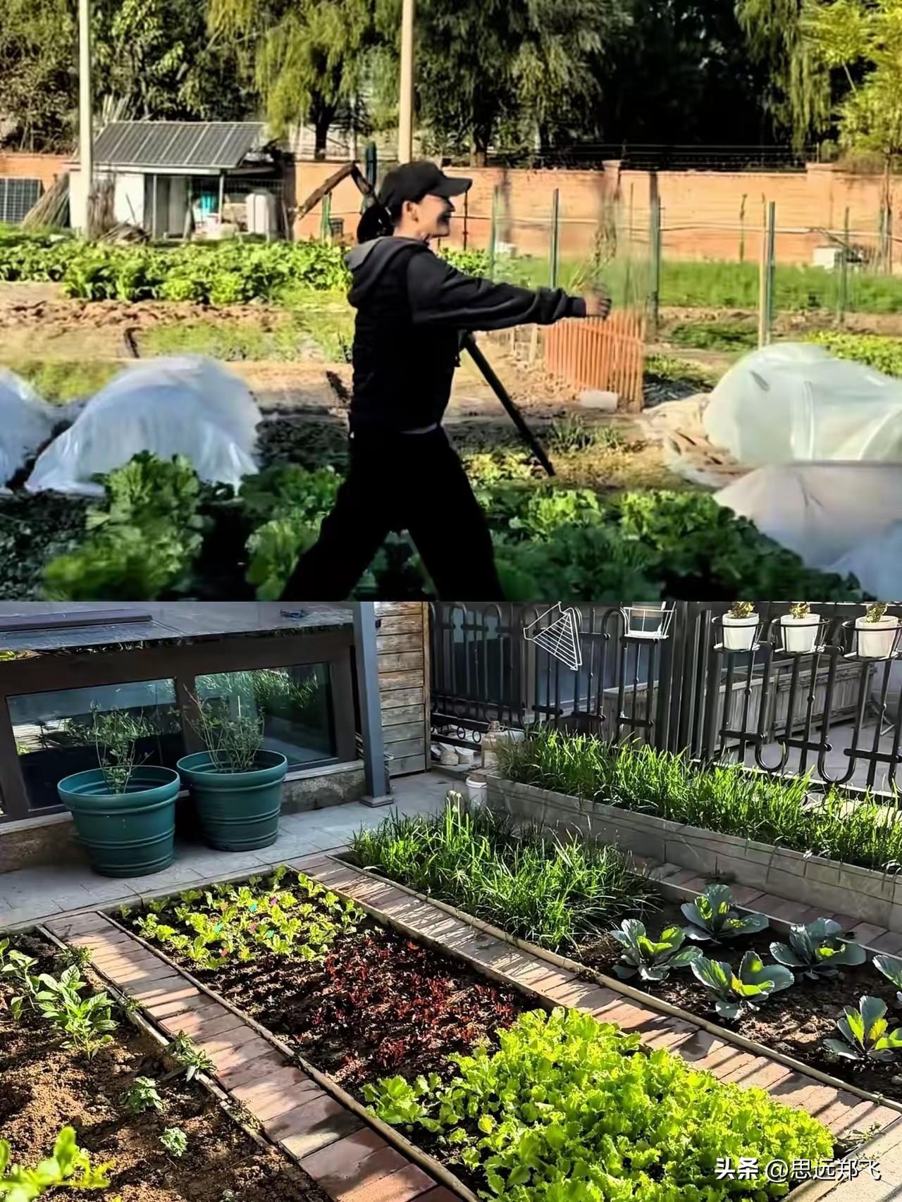 梅婷终于实现了
安杰在岛上的生活了
​在北京上亿豪宅旁，她有一方小院，种菜养鸡、