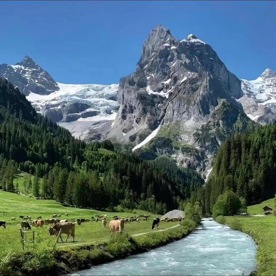 晴日里雪山静立，溪流缓缓淌过青草地，牛羊悠然低头吃草，山野把温柔都铺展在眼前。心