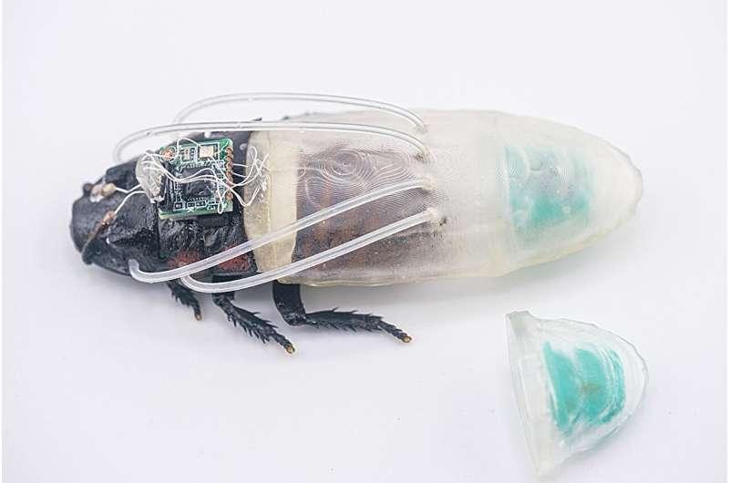 原本就是地表最强生物——小强，在获得了科学家为其独家定制的赛博套装后，变得更强了
