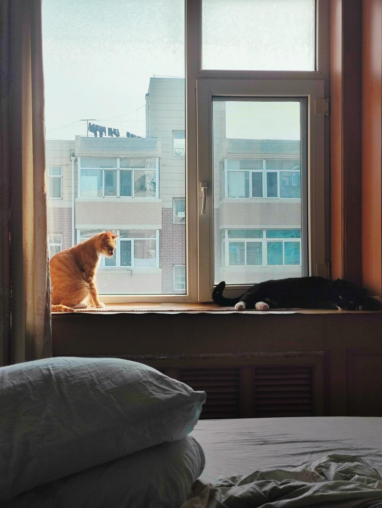 橘橘和哥哥的快乐喵生，谢谢妈妈❤️
#猫咪# #萌宠#
