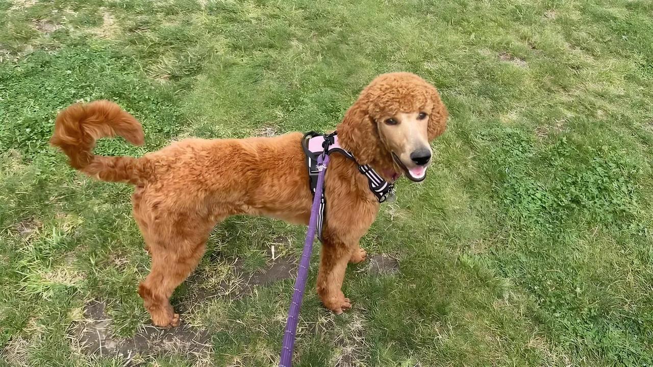 为了美观，多数泰迪犬在幼年时断了尾巴，也有人善意地称为了泰迪犬的健康而断尾。
