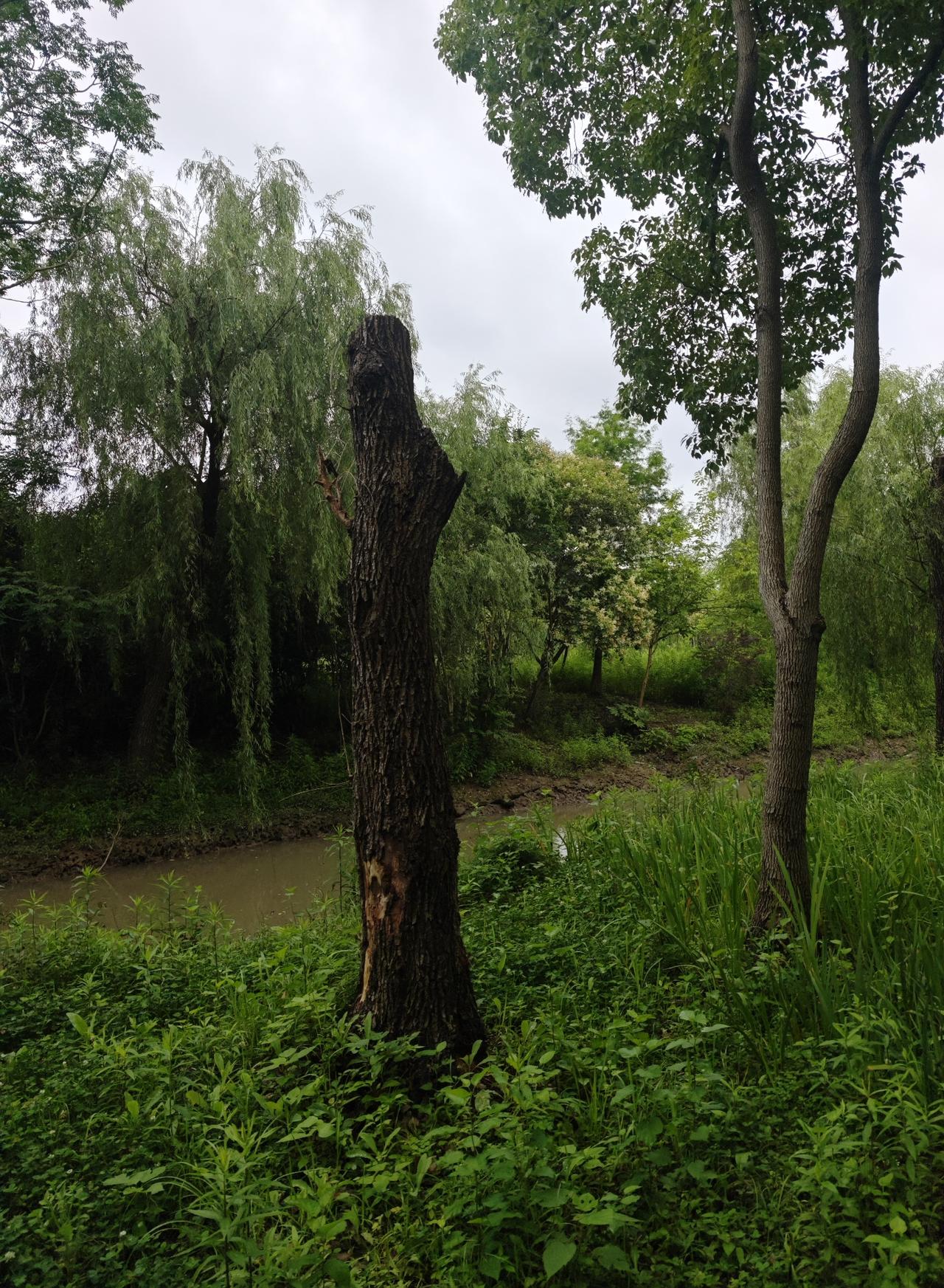 分享你手机里的树两张照片，同一地点，两棵柳树根，同样环境，为什么最后截然不同的状