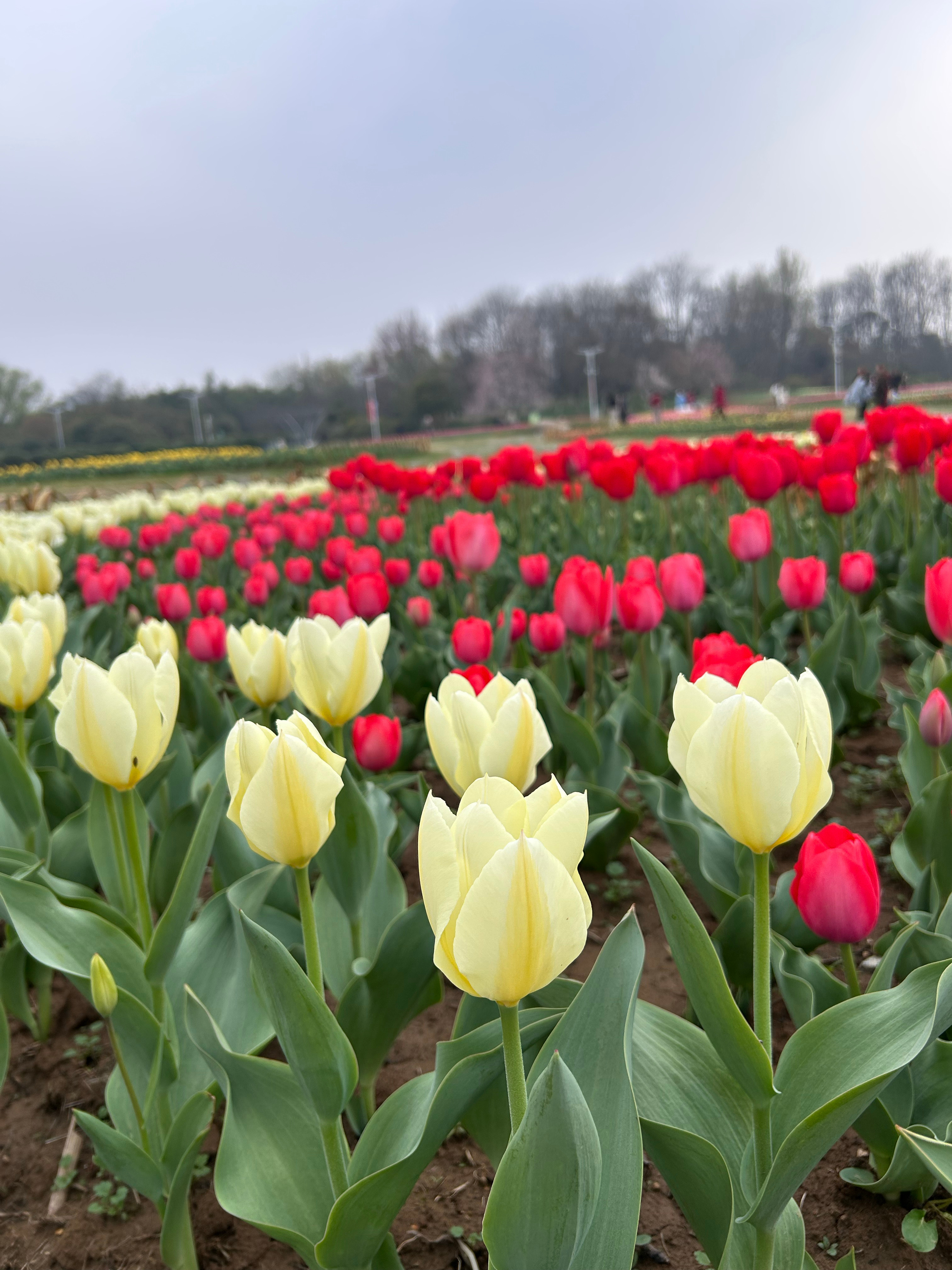 春天是个看花的季节！走进植物园，步入眼帘的便是各种郁金香、樱花、桃花、玉兰花……