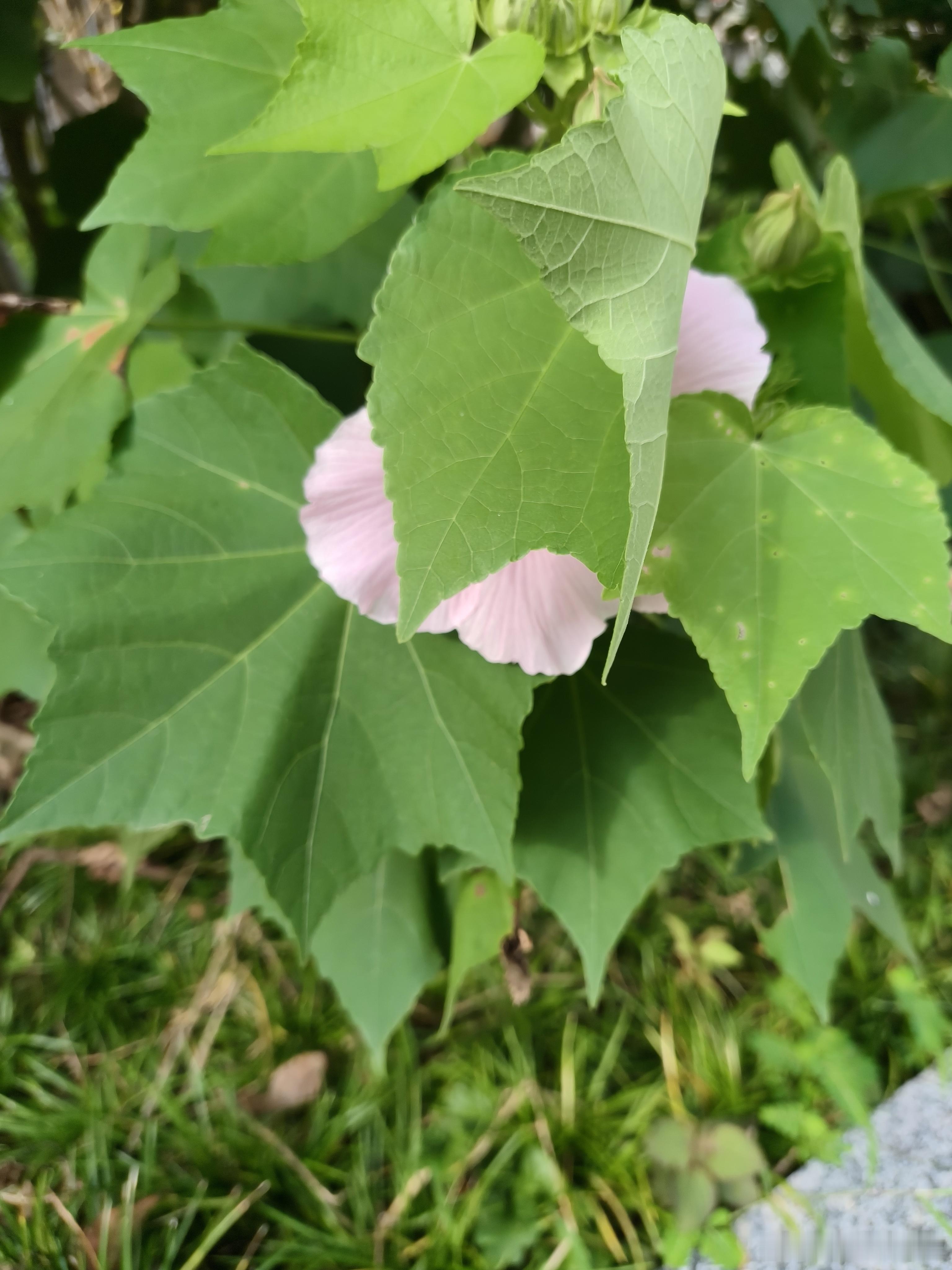 黄岩 夏天的小确幸，就是发现这些藏在枝头的自然小惊喜呀💕 