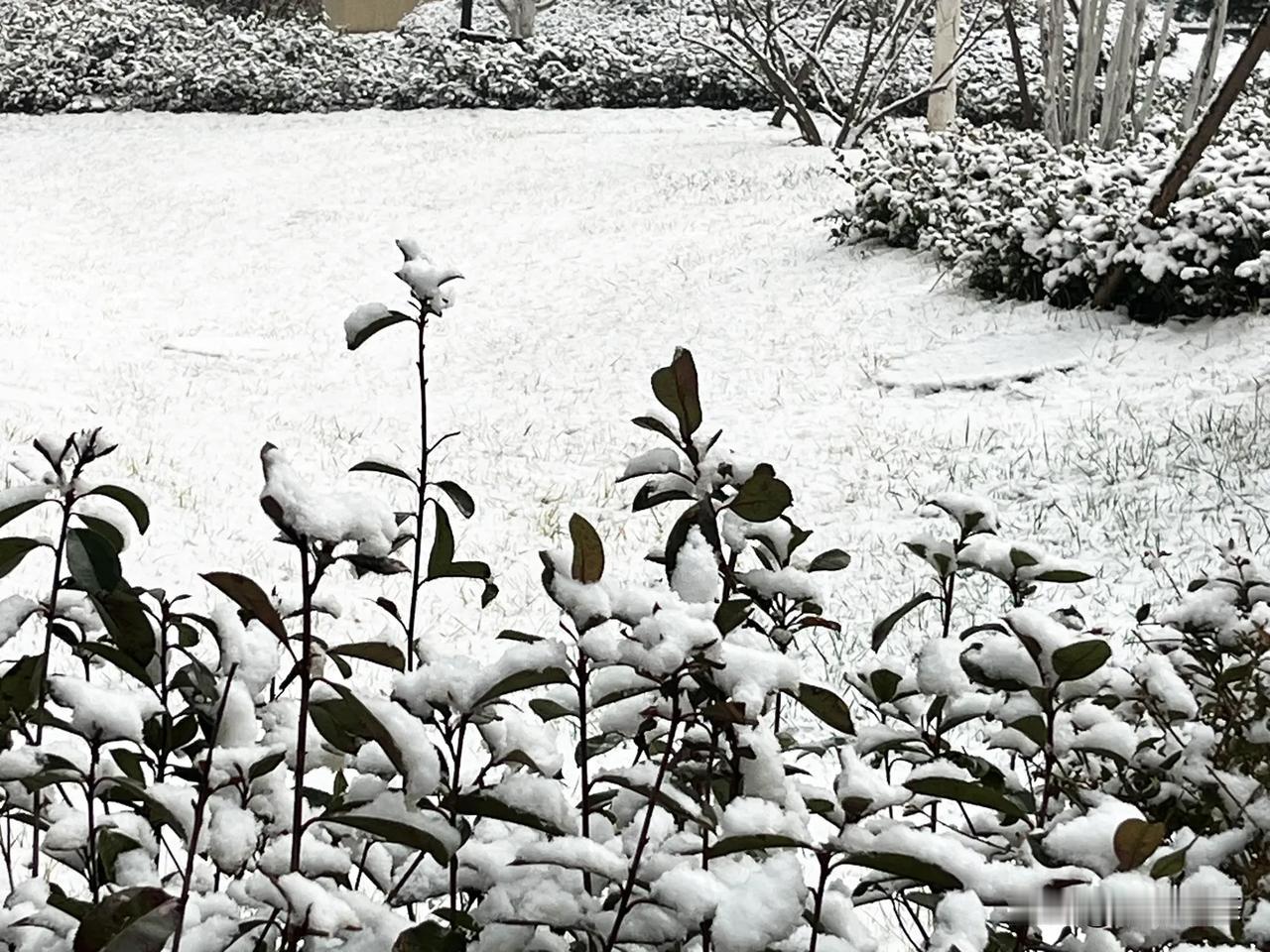 雪压枝头，寒意浸润……