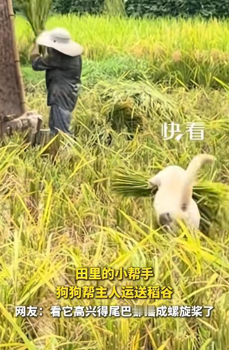 “上新华社了”！四川南充，丈夫打谷，妻子割稻，一家人正抢收。
 
谁料，旁边的小