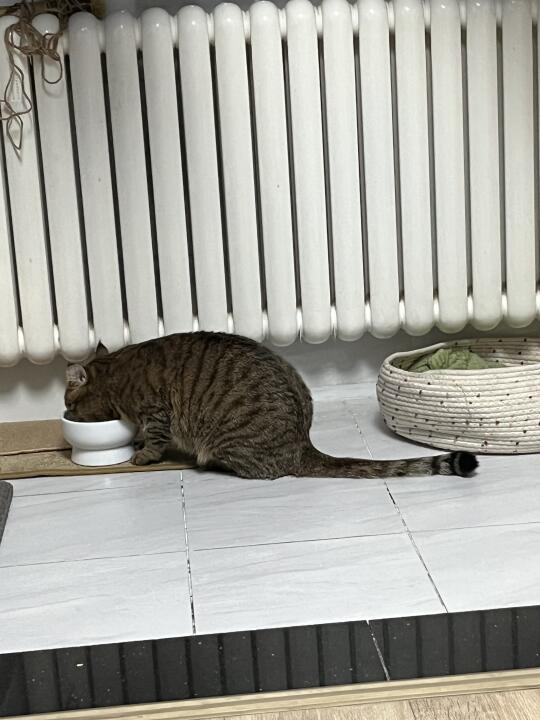 丸啦  养成大耗子啦！