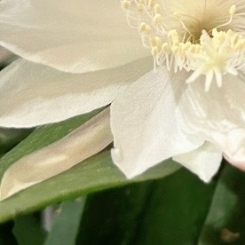 0000昙花种植方法1、盆土选择昙花喜富有腐殖质、排水好、疏松、肥沃的微酸性沙质