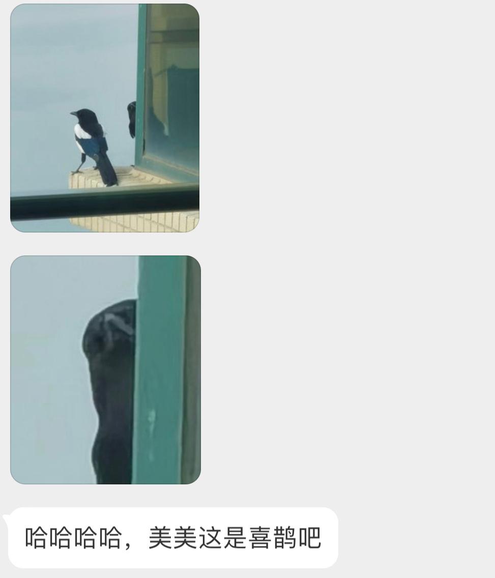 喜鹊：抓不听话的小朋友！ ​​​