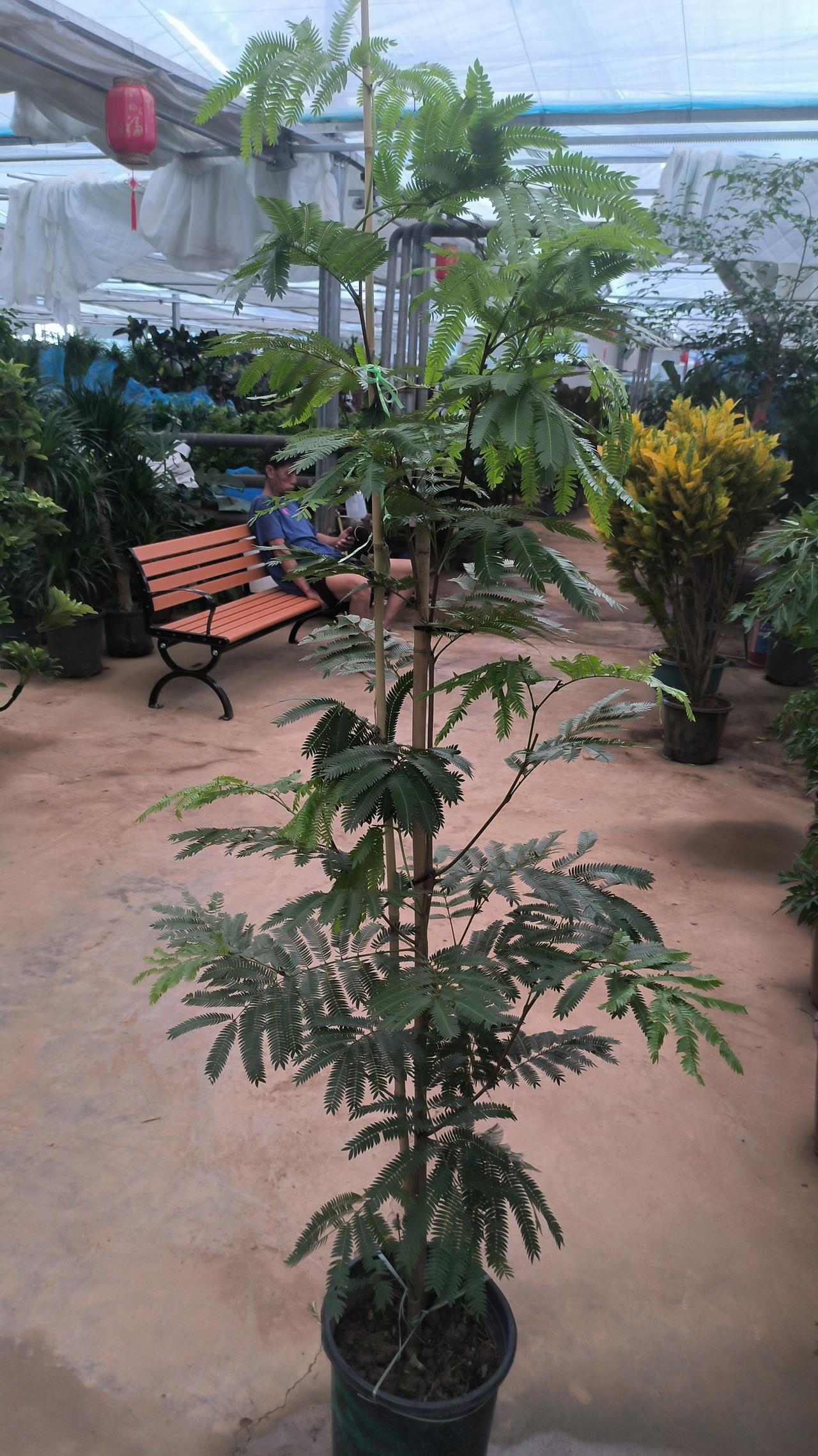 如果想获得真正的自由，需要提高认知，摆脱以下几种状态：
一是人奴，人生本自由，之