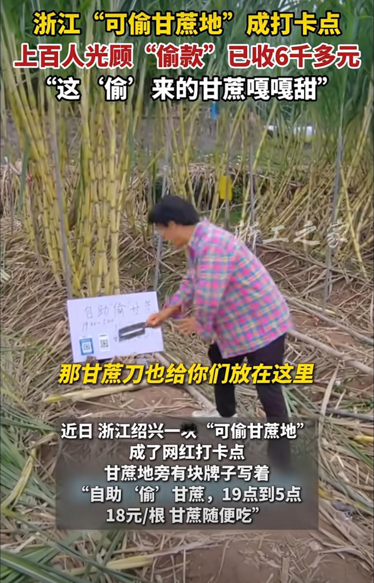 浙江一“可偷甘蔗地”成打卡点，上百网友深夜体验（来源：潇湘晨报、新昌县初见花田农