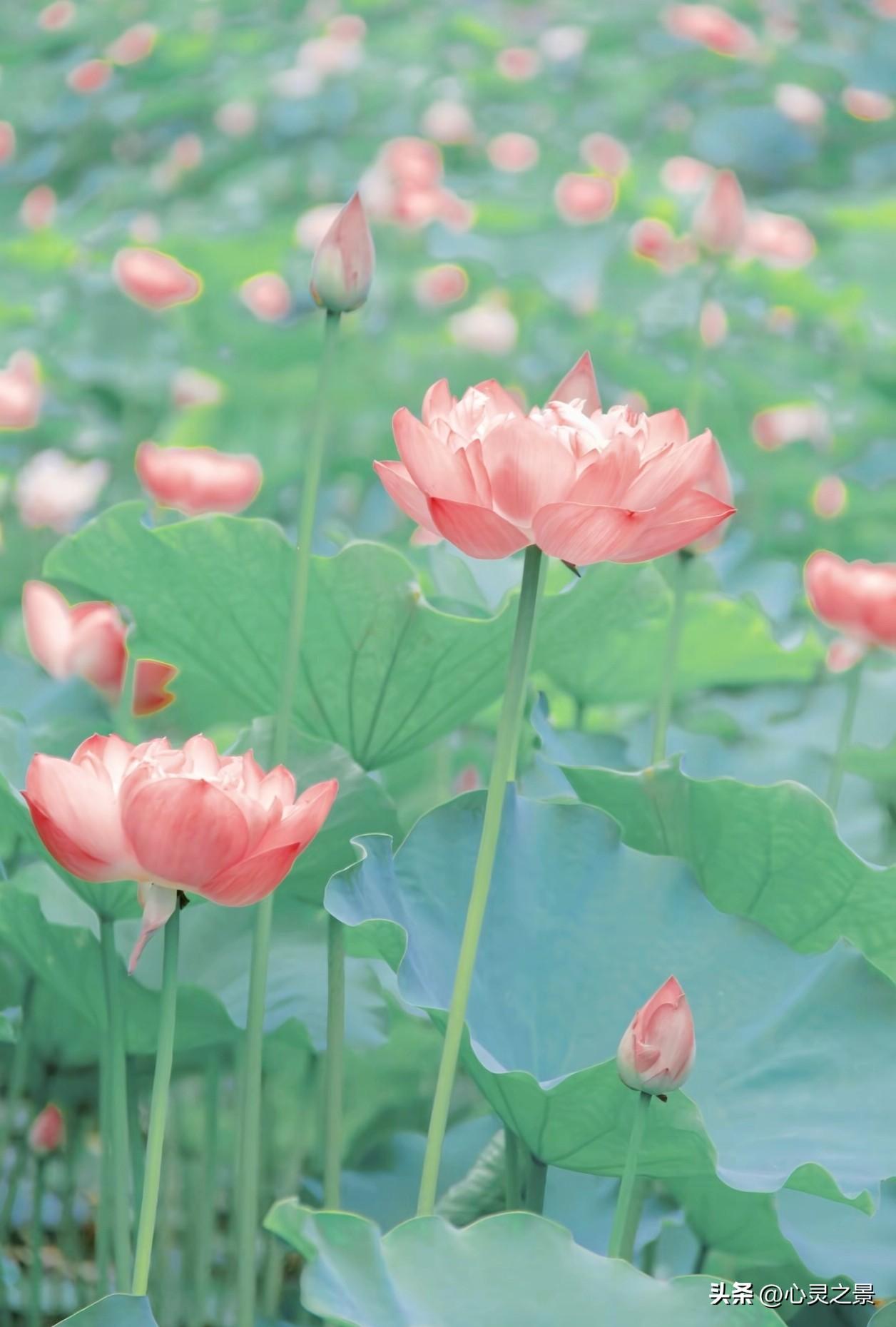 碧叶浮清塘，粉菡自芬芳。
沉泥修素骨，静待夏风扬。夏日淡荷美景 人生自愈感悟 静
