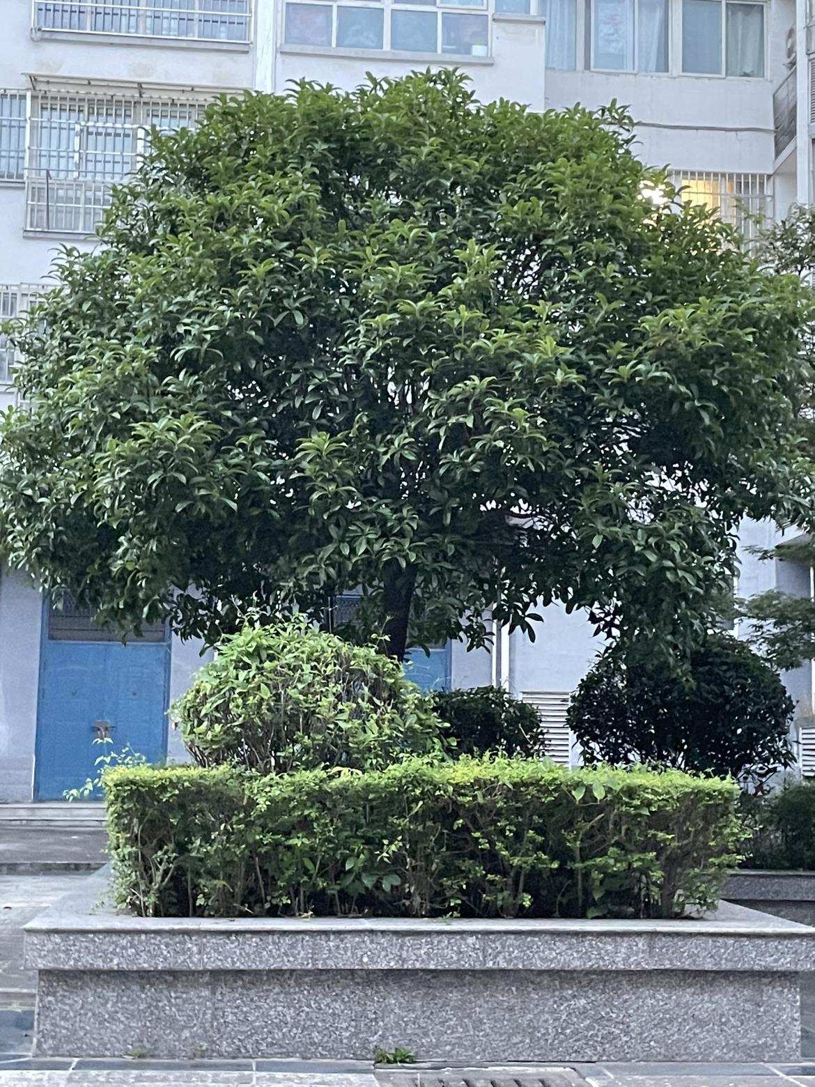 我的今日状态：😁轻松愉快
我这里的天气：☀️晴天
这两天的秋老虎有点厉害哦，下
