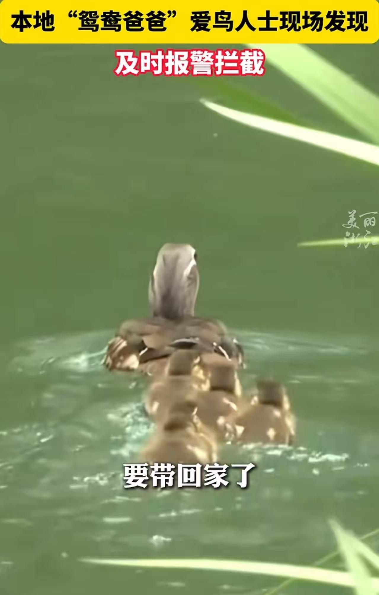 这两天杭州太子湾出了个离谱事，有个女游客居然抓了只小鸳鸯塞袋子里，打算偷偷带回家