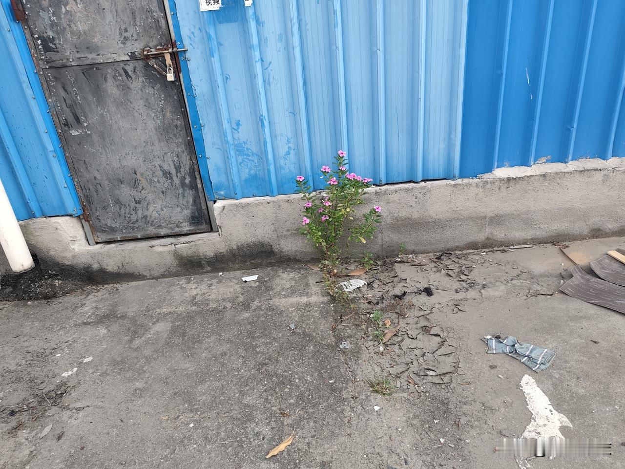 晒图笔记大赛这株长春花有点孤单，仅仅它一株长在工厂门口的水泥地面上。