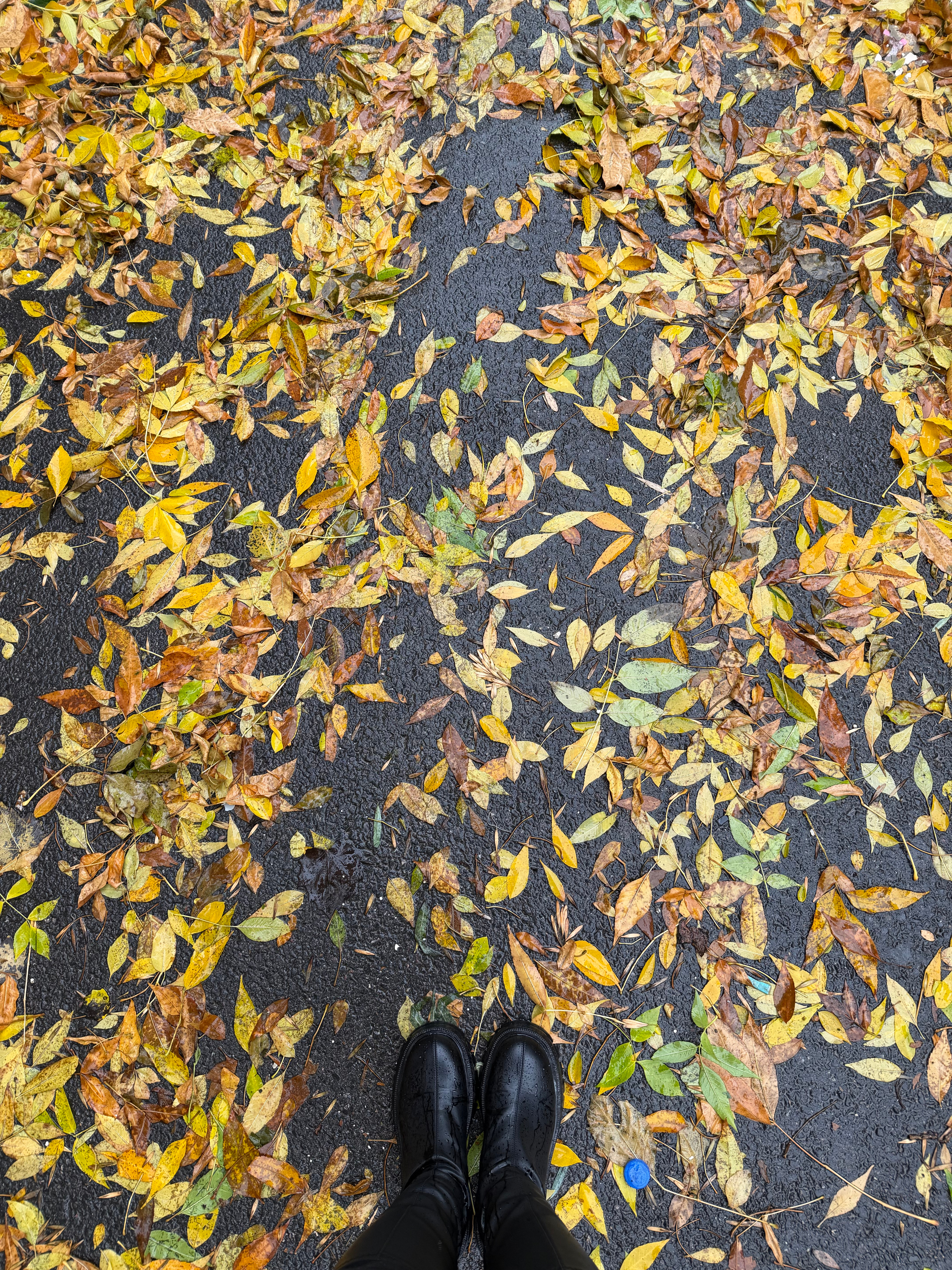 落叶[超话] 又是一年秋🍂 ​​​