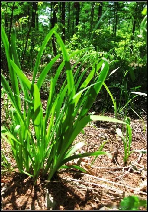 掐野韭菜
椿芽初发柳絮扬，
芦蒿满地野花香。
又向村头三径去，
掐来春韭二寸长。