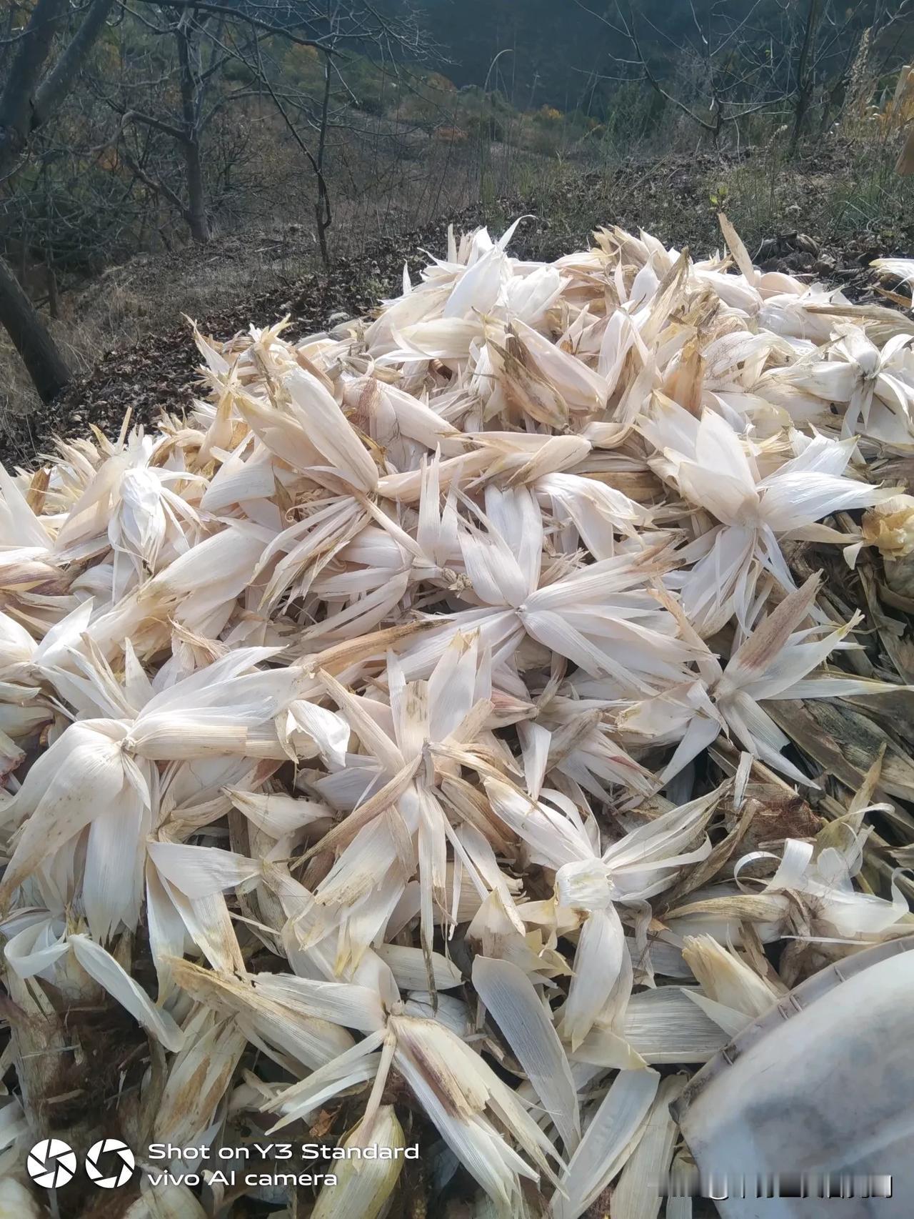 以前背包谷，连皮背回家，那个时候家里养牛，主要喂牛，现在沒有养牛了。包谷皮用它做