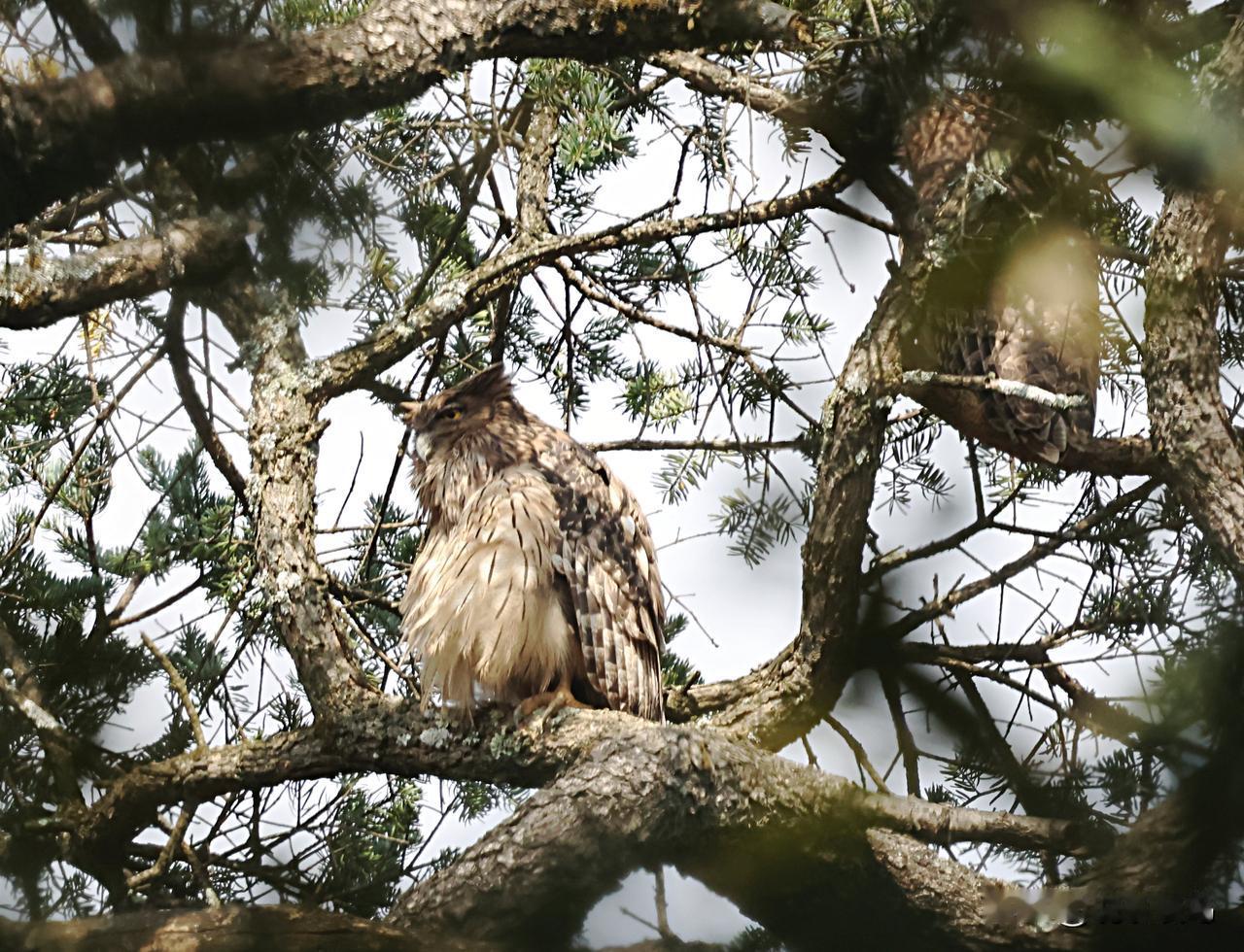 黑龙潭来了两只鸮！
昨天下午在昆明北郊的黑龙潭公园打鸟，手持带长焦镜头的相机，在