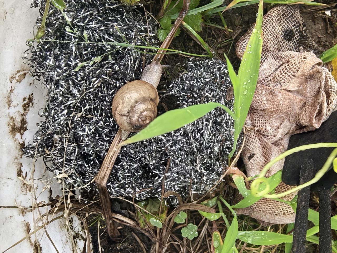 不停的啃食瓜果蔬菜，还没有什么天敌！
毕竟人家自带房子[捂脸][捂脸][捂脸]