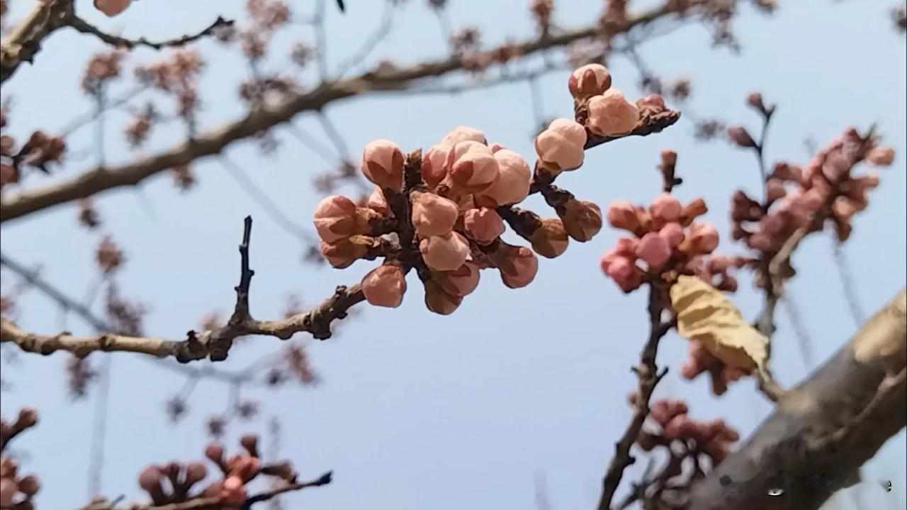 春日生活打卡季