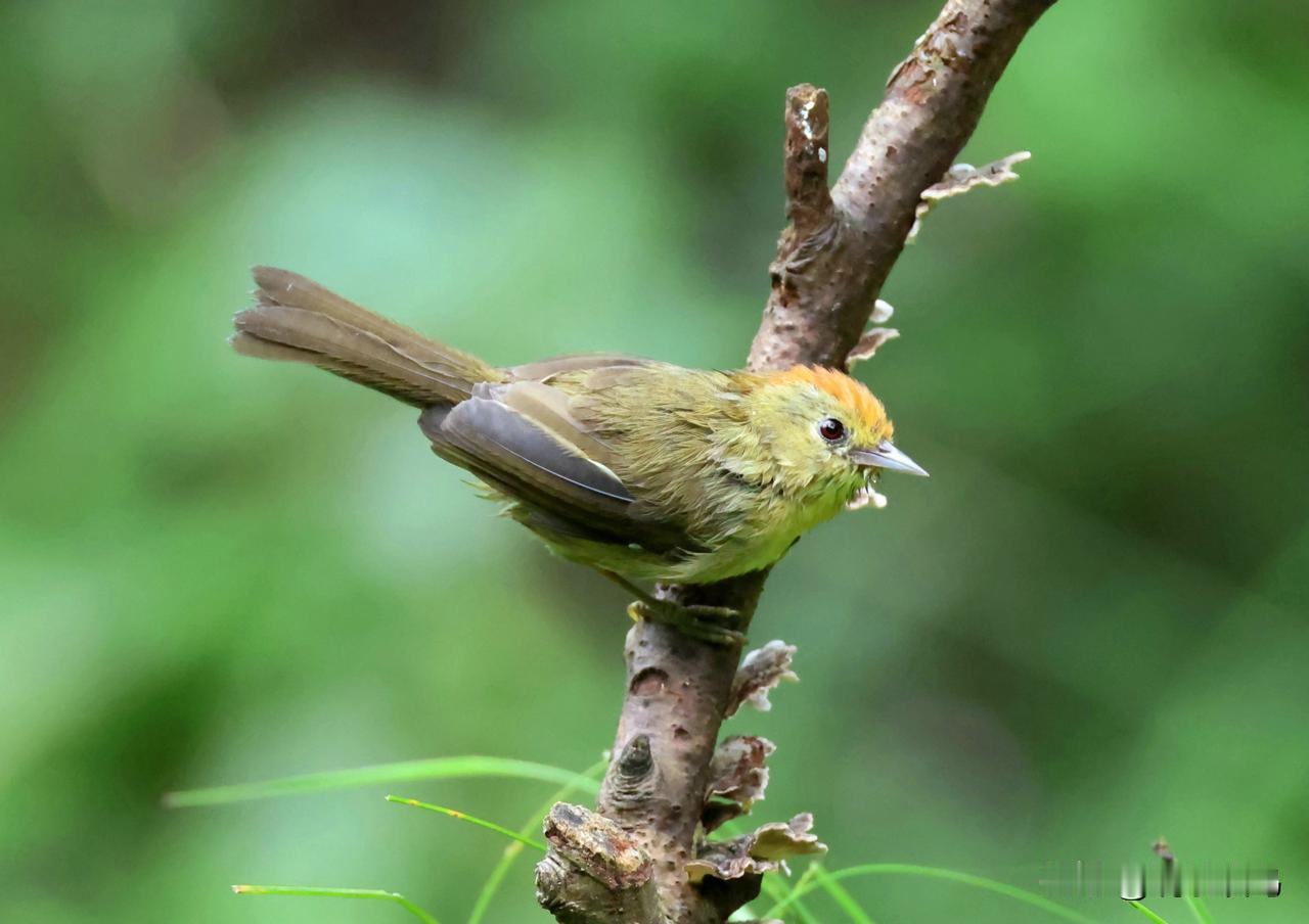 很难拍好的小小红头穗鹛！
老鸟人都知道：鸟越小越难拍。在我多年的打鸟经历中，体长