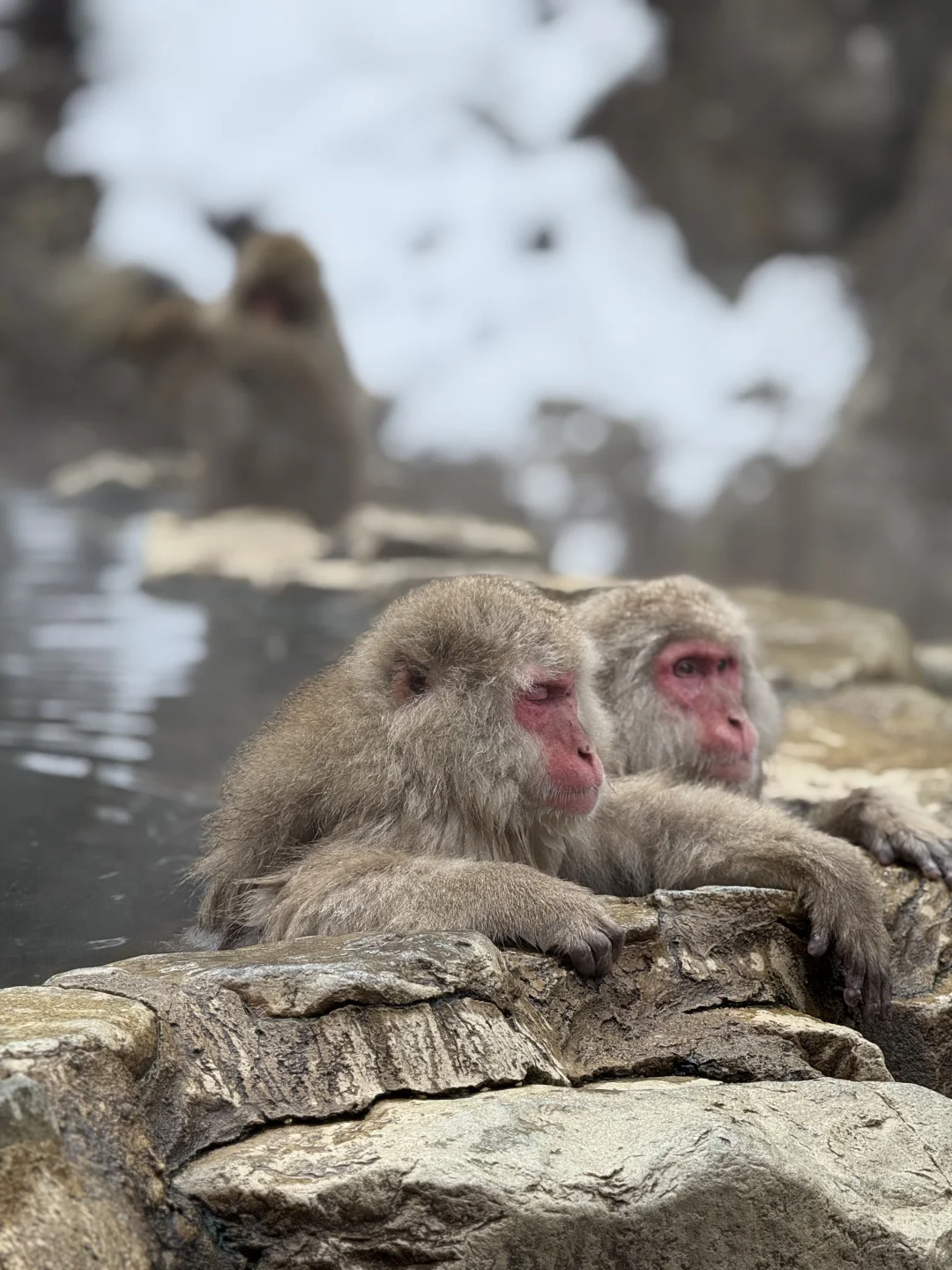 长野地狱谷+竜王雪场+户隐神社心得分享