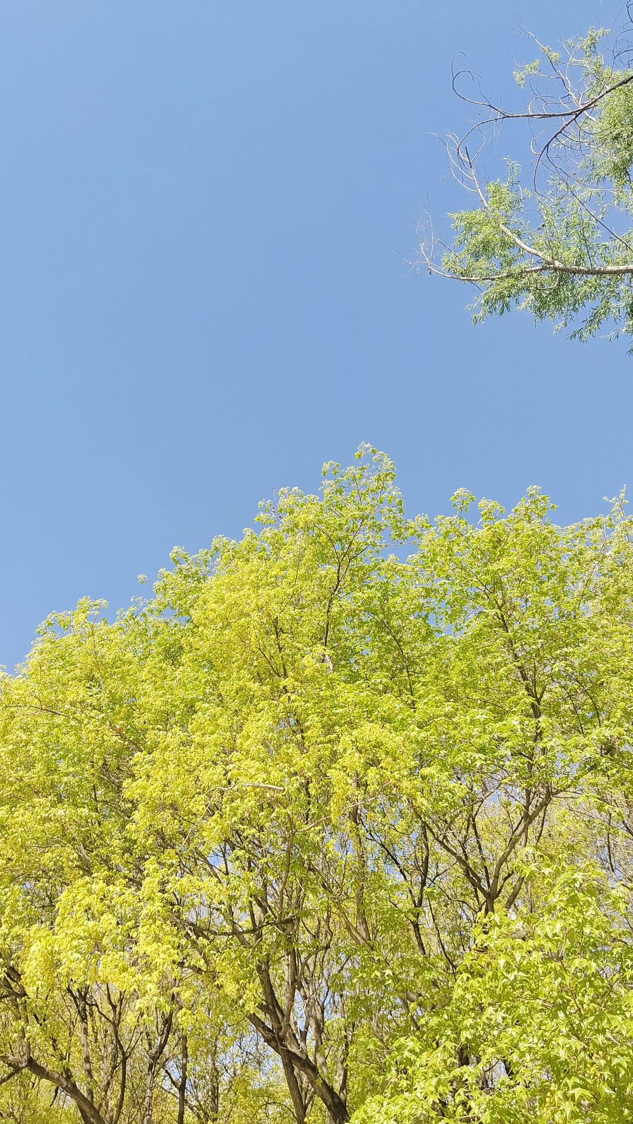 阳光倾洒在绿叶之上，尽情感受大自然的清新与美好。🌿🌞微风轻轻掠过树梢，绿叶沙
