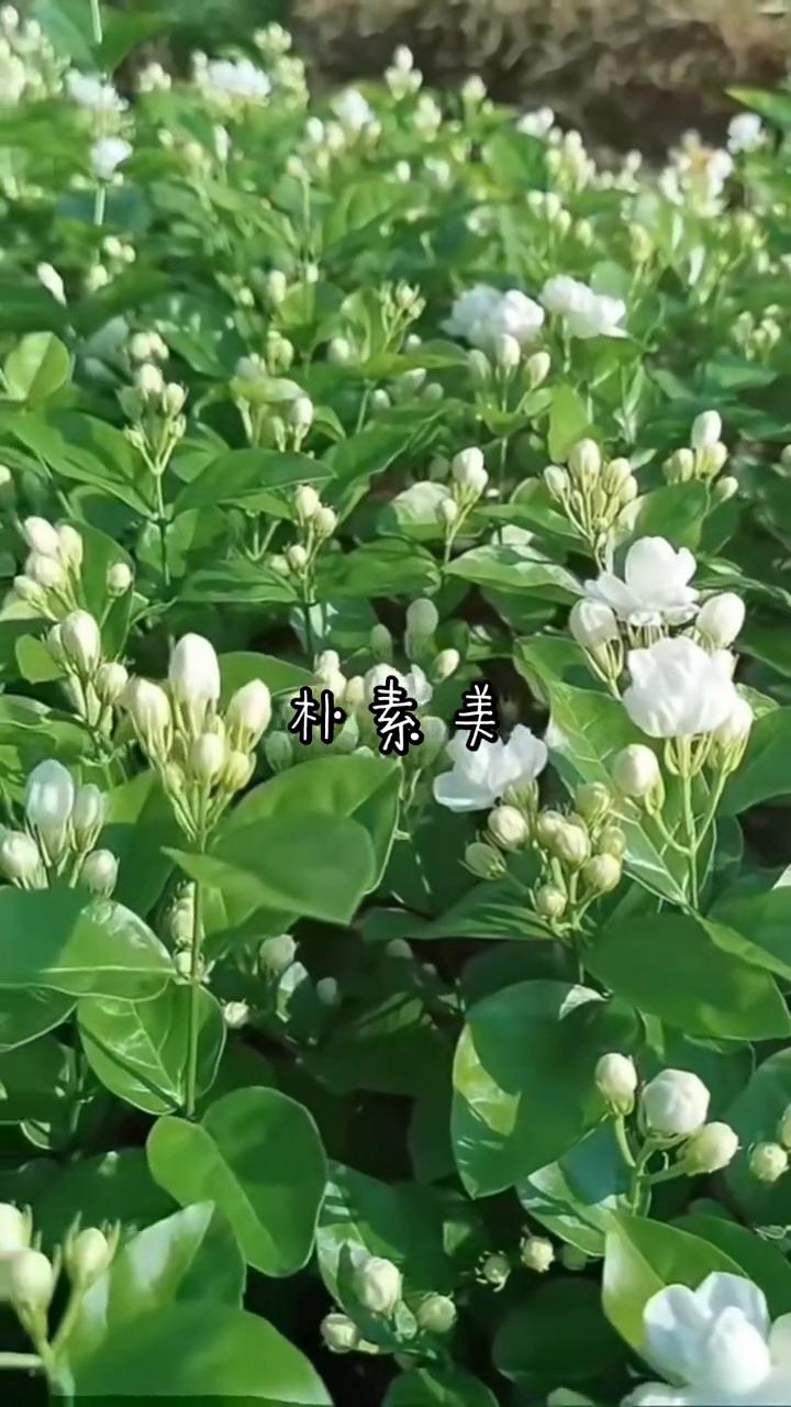 朴素美。