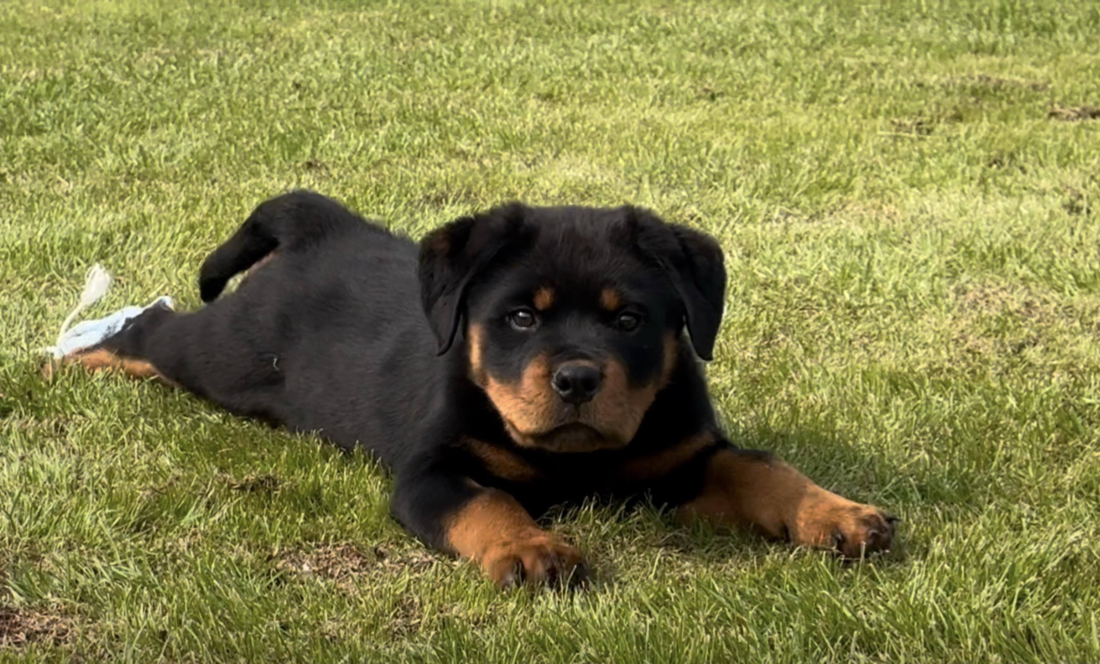 顶级东西永远不缺识货的人。