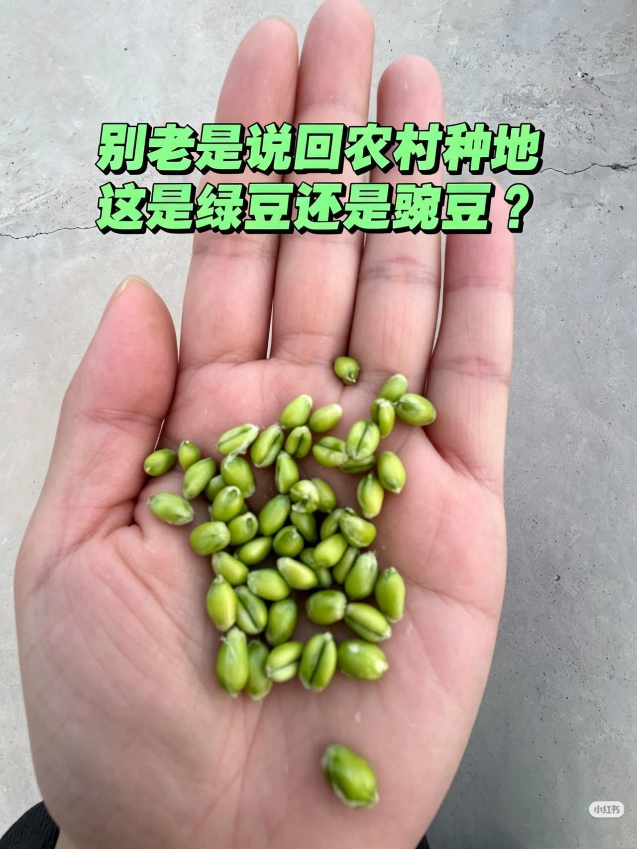 猜一猜！
朋友们：
请大家都来说说吧！

别老是说回农村种地
这是绿豆还是豌豆？
