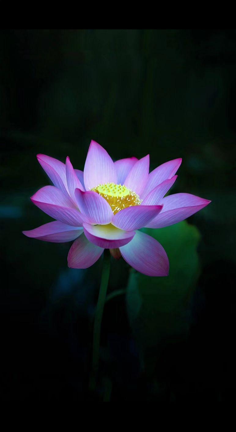 什么是缘分~荷花魅影