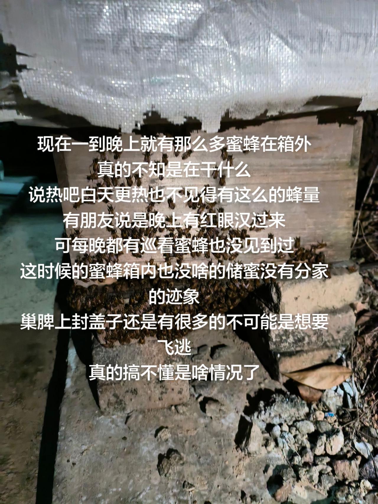现在一到晚上就有那么多蜜蜂在箱外
真的不知是在干什么
说热吧白天更热也不见得有这