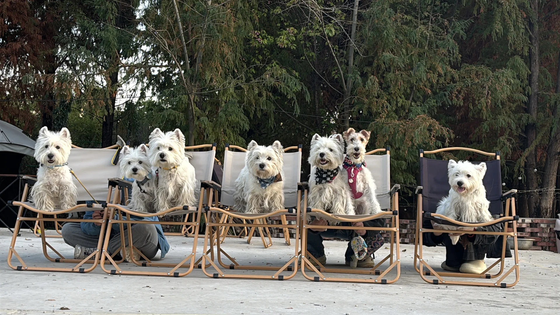 Where are the westie refugees?