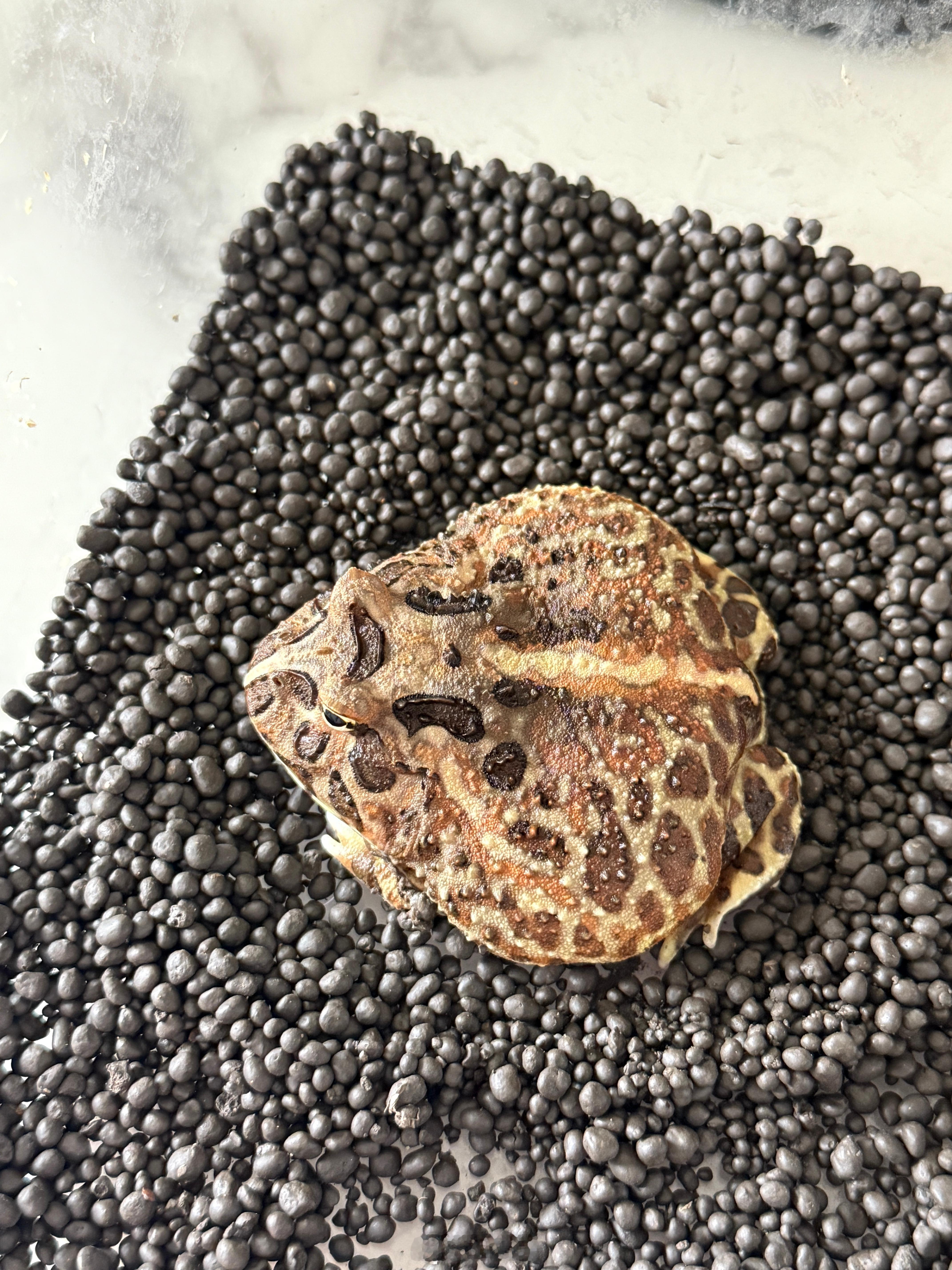 巴娜娜每天就这样一动不动的呆在躲避石里，偶尔会爬出来动一动。通过观察巴娜娜，我发