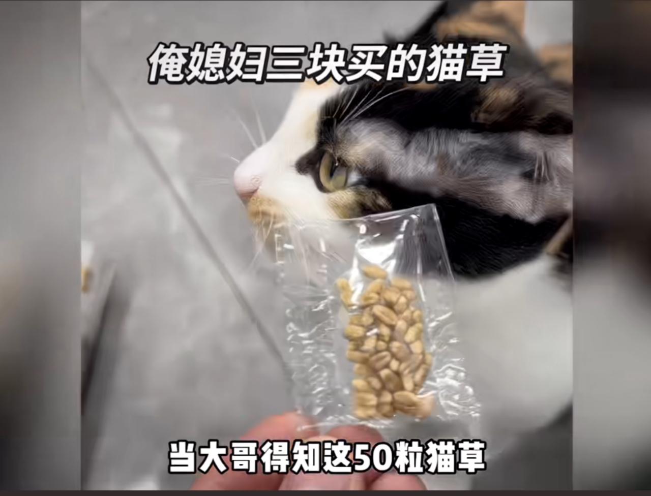 收粮食的大哥看到媳妇从网上三块钱买的不到50粒的猫草种子震惊了，仔细一看，这所谓