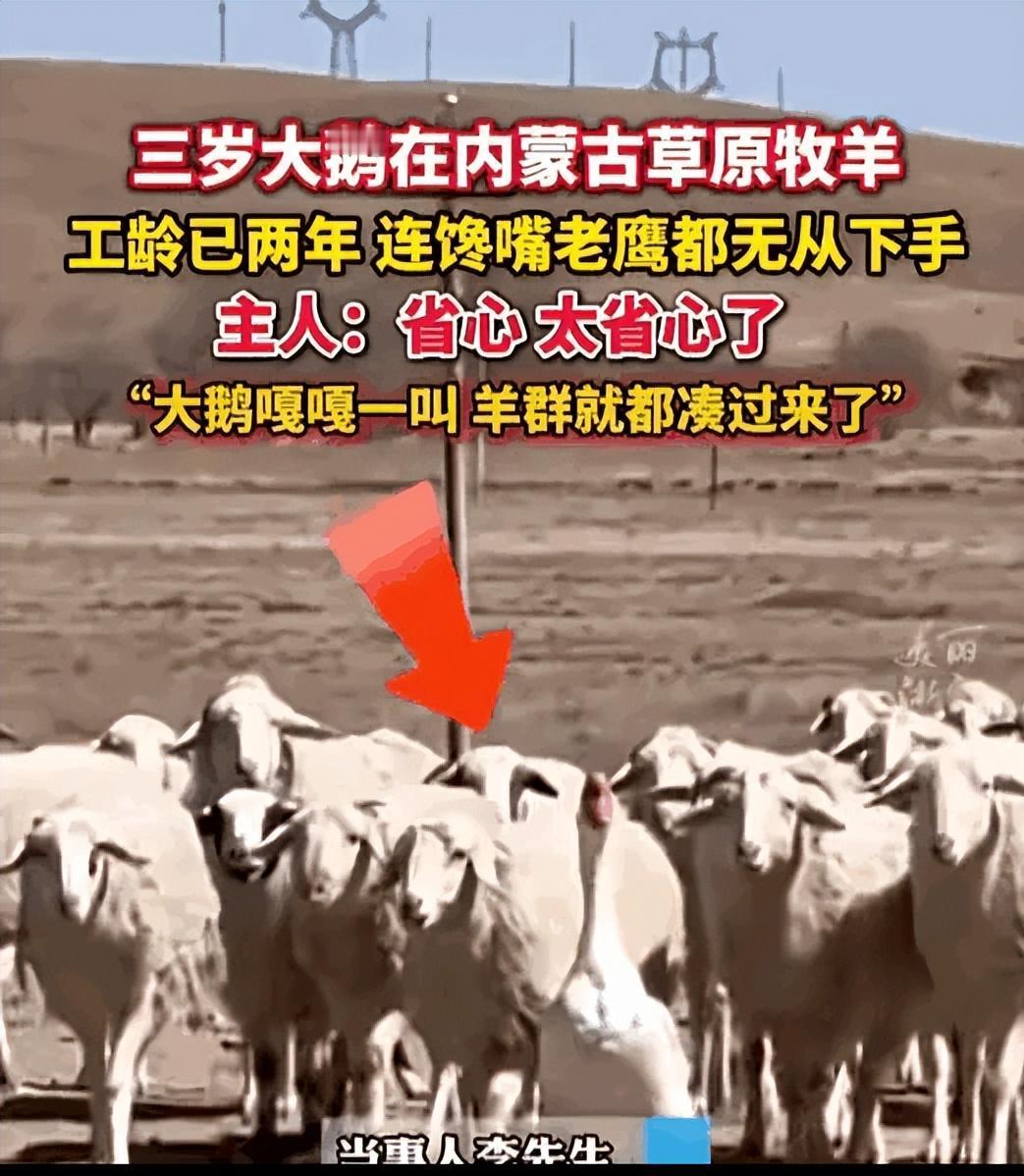 万万没想到！内蒙古有家人养了两只大鹅天天打架，于是就把其中一只放进了羊圈，万万没