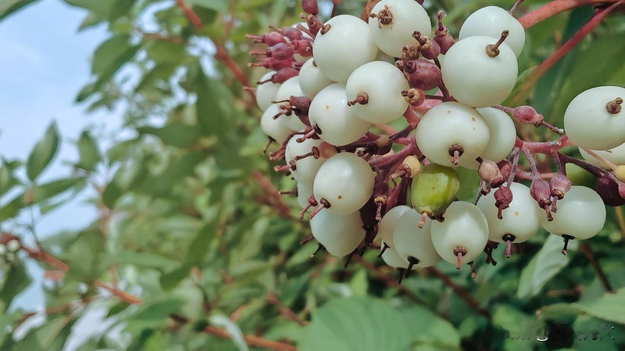 红瑞木的果实是一种乳白色或蓝白色的核果，在秋季成熟。禁止直接食用。
在中医里被称