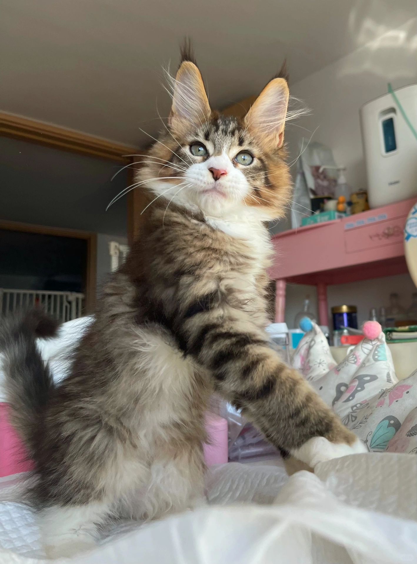 缅因｜啊啊啊啊漫画弟弟