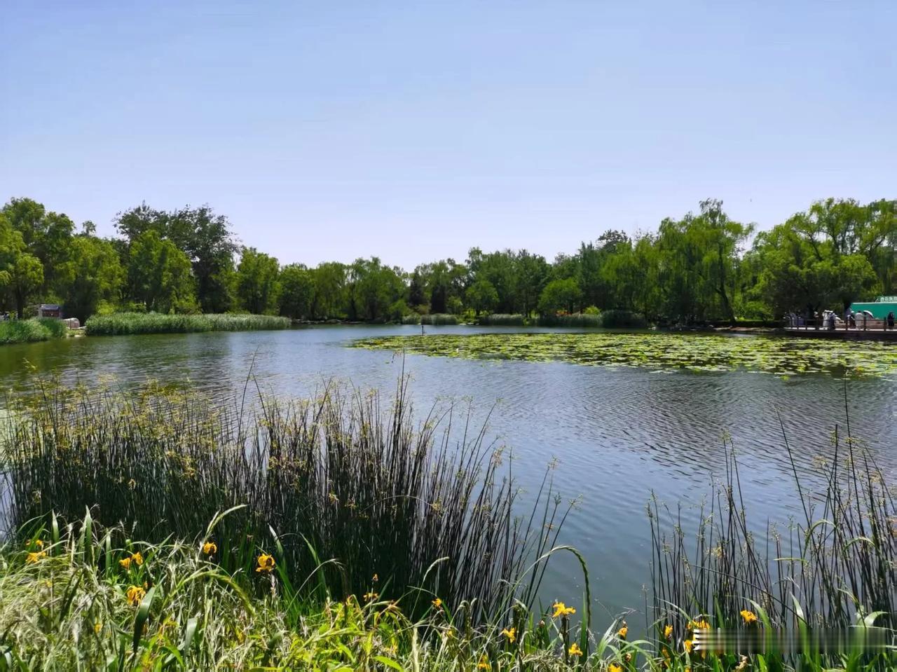 湖水泛起细碎波纹，睡莲叶片铺展，像是大自然随意撒下的绿毯。岸边芦苇丛生，黄色小花