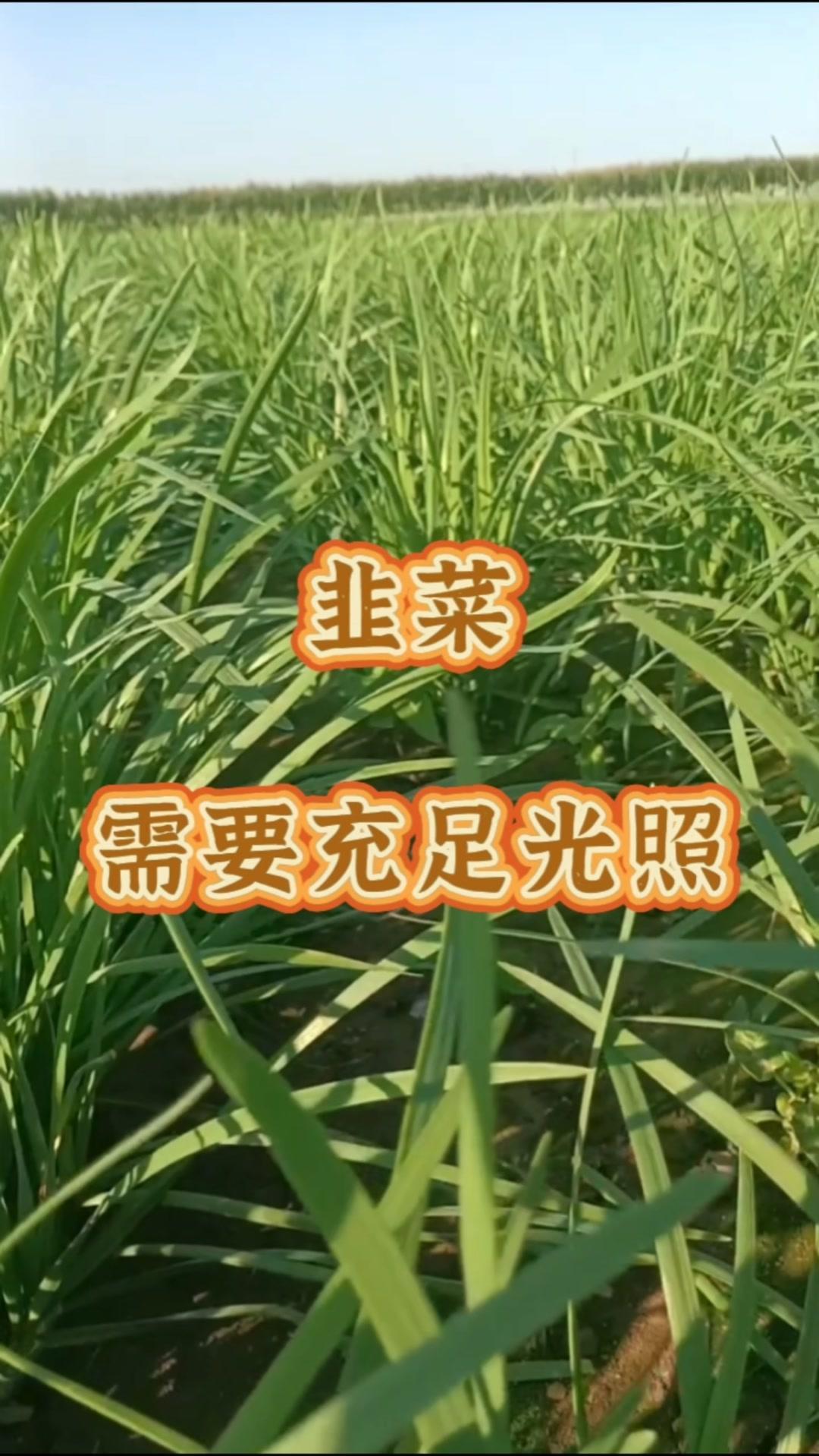🌞韭菜喜光，生长期间需充足光照，每天8-10小时较理想。

🌱光照充足时，韭