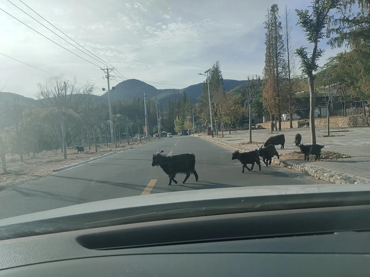 今天在蒙山大洼的公路上遇到这群羊，它们不紧不慢的在公路上走着，碰到它们会有多大责