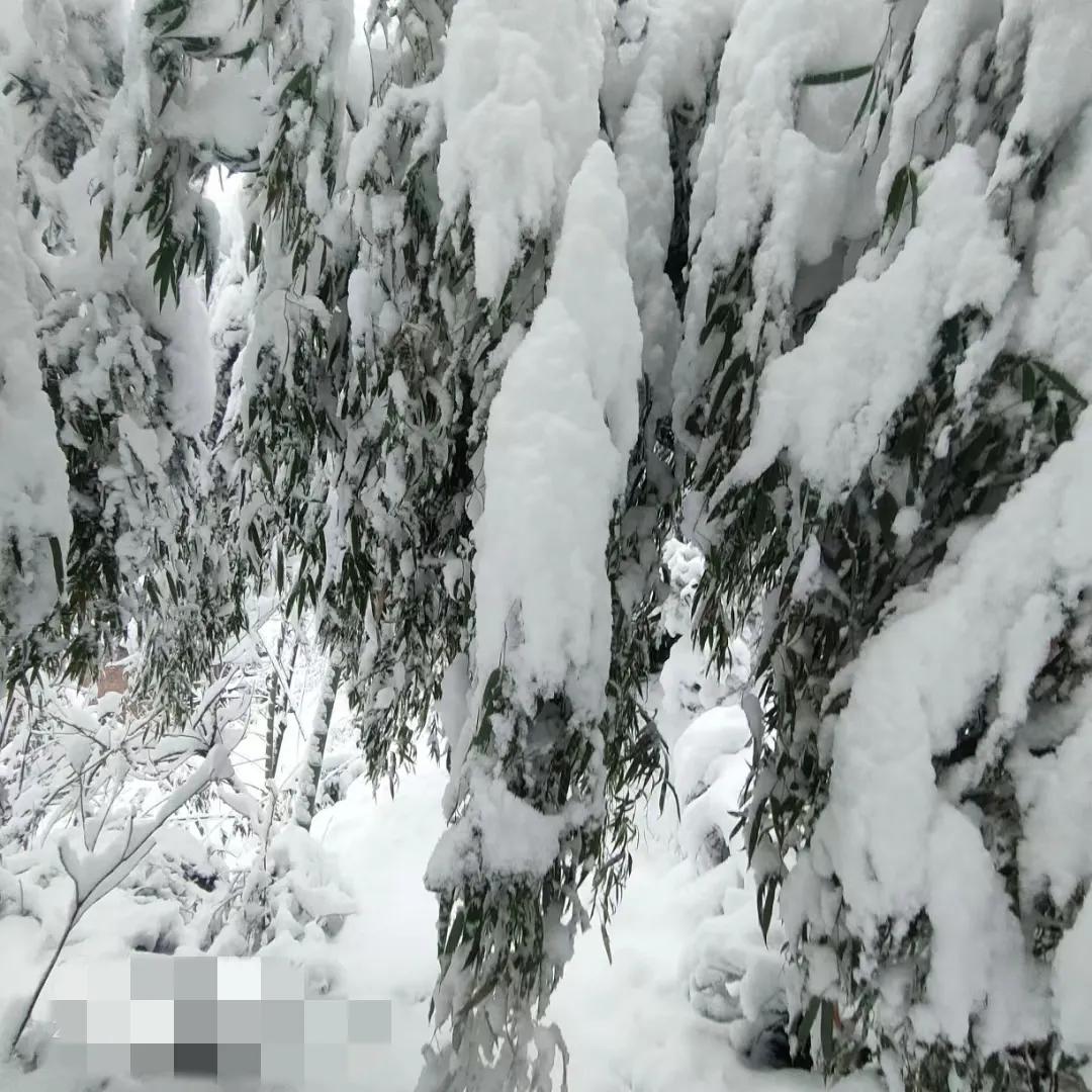 #天南地北大拜年# 一起领红包>马上过春节了，你们喜欢吗？说实话，我是有战怕过年