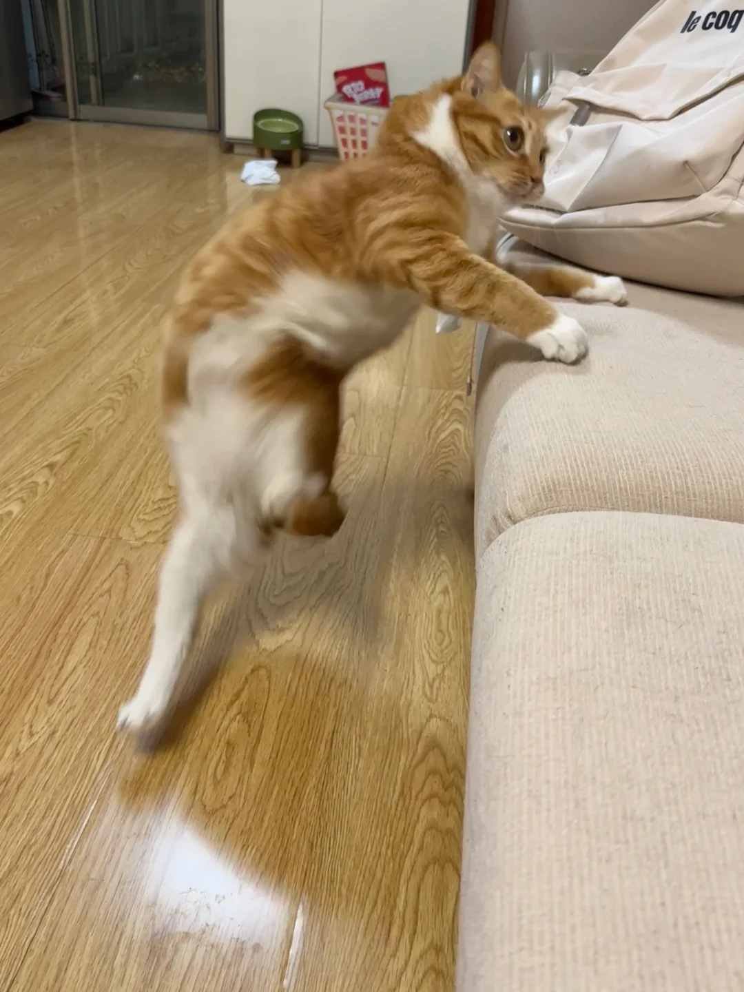 力挽狂猫