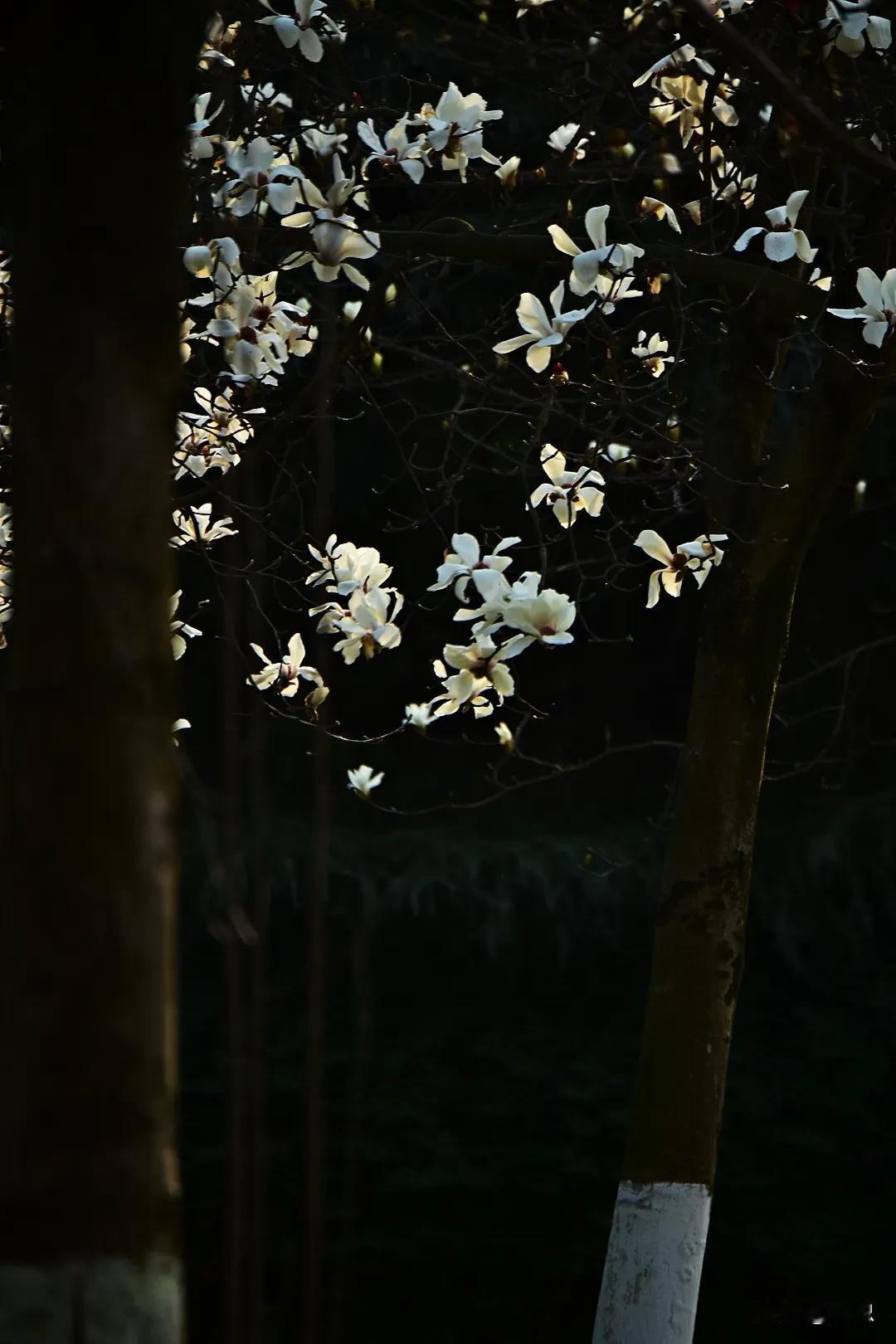 枝头春意闹，花落满地香。百花吐蕊春风暖