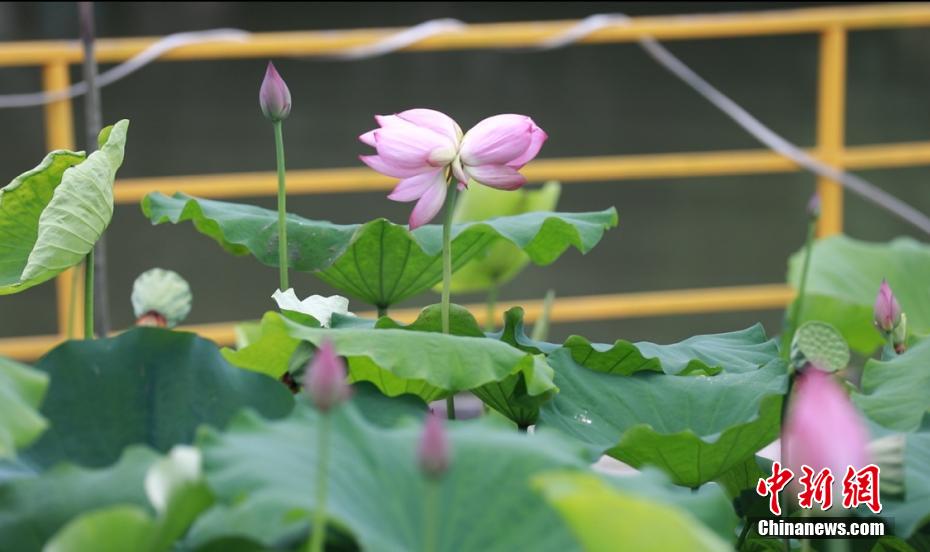 好运“莲莲” 并蒂莲现身广西柳州