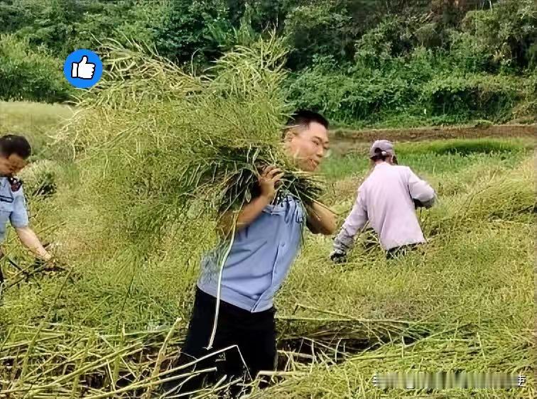 上人民日报了！湖北，远安一户村民种的油菜成熟，由于自己的腿脚不便，都倒伏在了地里