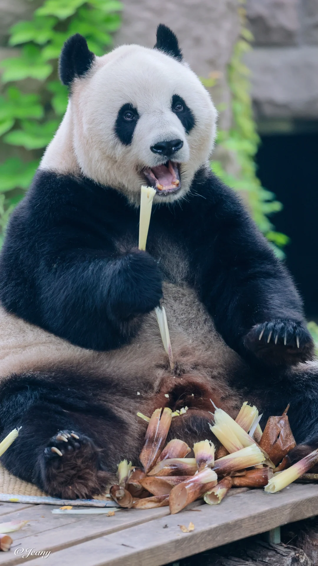 10北动影后徐萌萌🐼真耐看😍