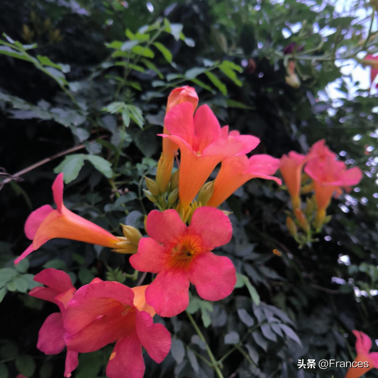 一个快乐的中年女人

昨天我和瘦老三继续当街溜子。惦记着郊区那株凌霄，我们每年都