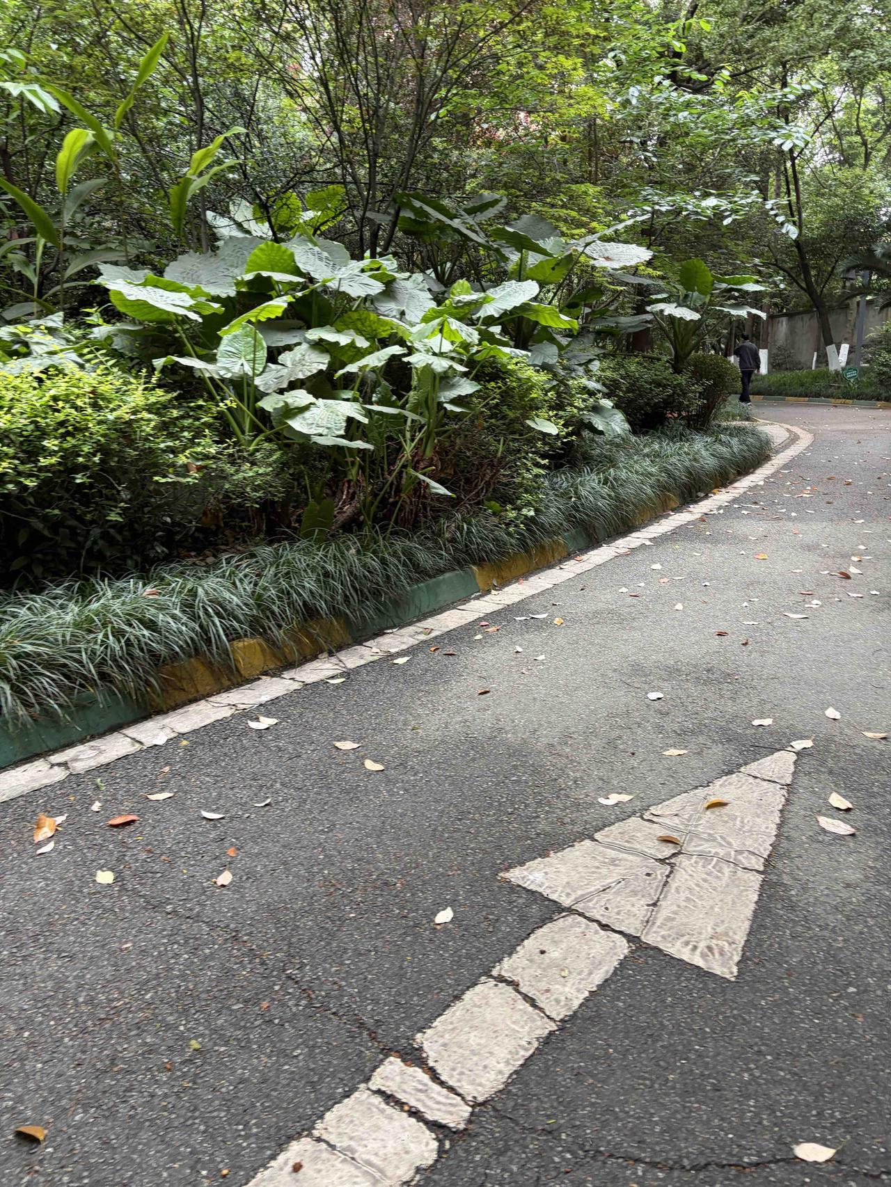 康复日记：把散步量化，是我给自己的康复标准 260421

今天早晨下楼散步，依